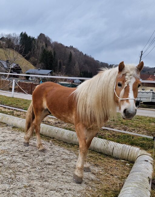 2  wunderschöne Haflinger Halbbrüder, Lisa, Horses For Sale, Neukirchen, Image 7