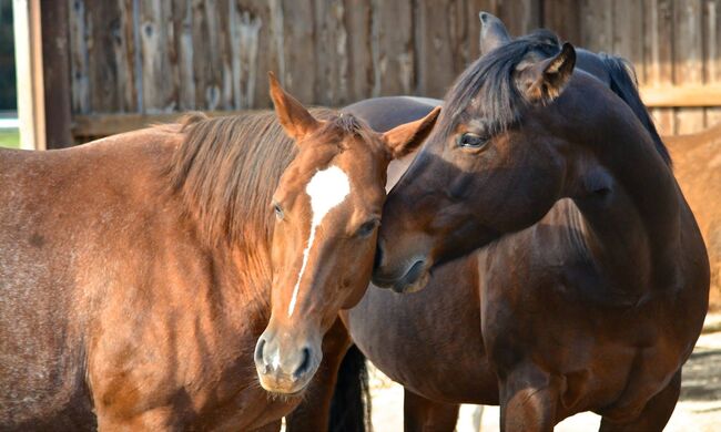2 Quarterstuten abzugeben, An Gela, Horses For Sale, Basel