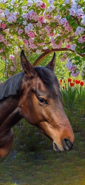 2jähriger Hengst von Casalido, Manuela Menzel , Horses For Sale, Magdeburg 