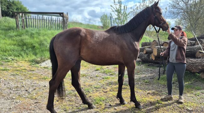 2jähriger Hengst von Casalido, Manuela Menzel , Horses For Sale, Magdeburg , Image 3