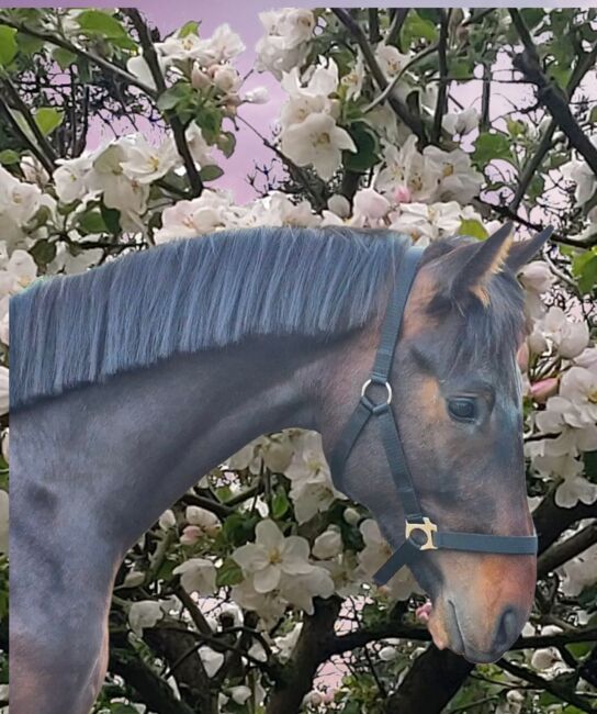 2jähriger Hengst von Comme Prèvue, Manuela Menzel , Horses For Sale, Magdeburg 