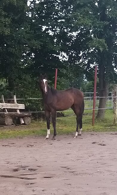 2 jähriger körfähiger Hengst, Johann Oorlog , Horses For Sale, Bunde