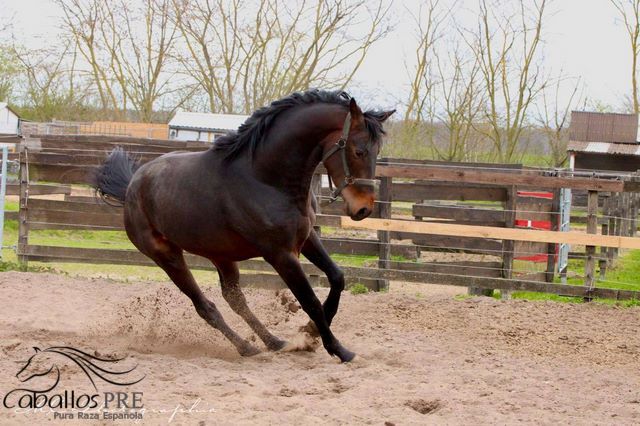 2 jähriger KWPN Wallach aus Glamourdale, Thomas Adams (Caballos PRE), Horses For Sale, Bell, Image 8