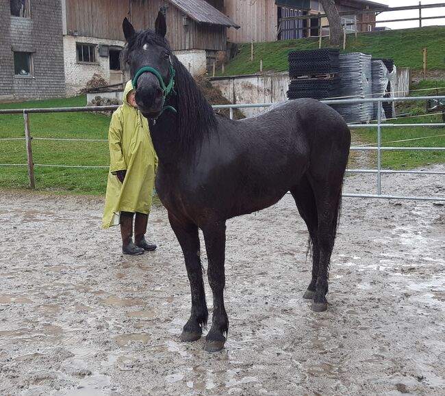 2-jährige Bardigiano Stute zu verkaufen, Melanie Gomm, Horses For Sale, Oberstaufen, Image 3