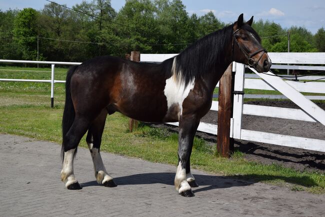 2j. Barockpito Wallach Freizeit/Gelande/Barock, Klara, Horses For Sale, Chelmno