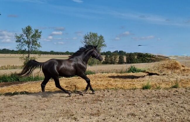 2jähriger Hengst von Casino Berlin, Manuela Menzel , Horses For Sale, Magdeburg, Image 2