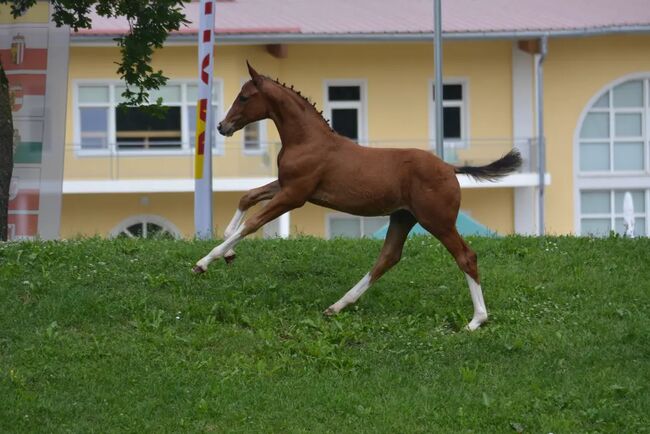 2.Jähriger Junghengst von Bartguts Aktionär, Brit Fanta , Horses For Sale, Eggmayr, Image 3