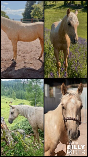 2j Palomino Qh Stute aus Topsail x Hollywood Dun It, Amelie Liegl, Horses For Sale, Eppan, Image 7