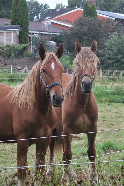 2 Schleswiger Kaltblut Jährlingsstuten suchen neuen Möhrchengeber, Conny , Pferd kaufen, Neustadt i.H , Abbildung 13