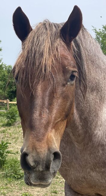 2 Schwerlast Zug Pferd, Maria Nedlecheva, Horses For Sale, Veliko Tyrnovo, Image 5