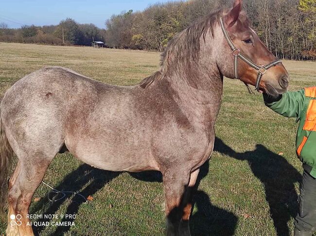 2 Schwerlast Zug Pferd, Maria Nedlecheva, Horses For Sale, Veliko Tyrnovo, Image 7