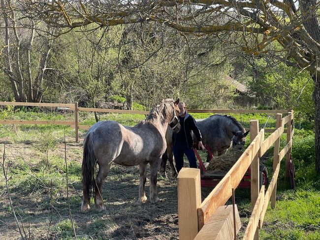 2 Schwerlast Zug Pferd, Maria Nedlecheva, Konie na sprzedaż, Veliko Tyrnovo, Image 4