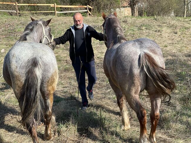 2 Schwerlast Zug Pferd, Maria Nedlecheva, Pferd kaufen, Veliko Tyrnovo, Abbildung 2