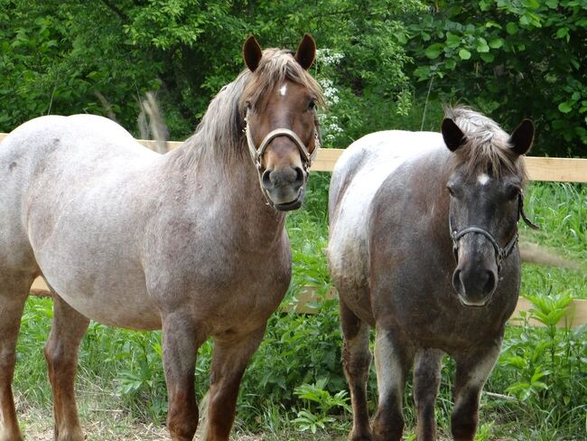 2 Schwerlast Zug Pferd, Maria Nedlecheva, Pferd kaufen, Veliko Tyrnovo, Abbildung 6