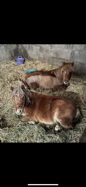 2 Shetty Hengste zu verkaufen, Charlize, Horses For Sale, Stadtoldendorf , Image 3