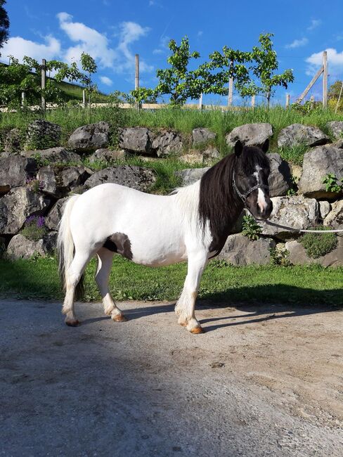 2 Shetty Stuten, Franzisks, Horses For Sale, Steffisburg