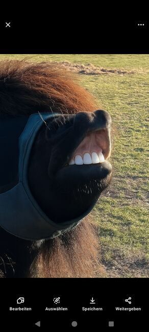 2 Shettys NUR zusammen, S. B, Horses For Sale, Dorsten