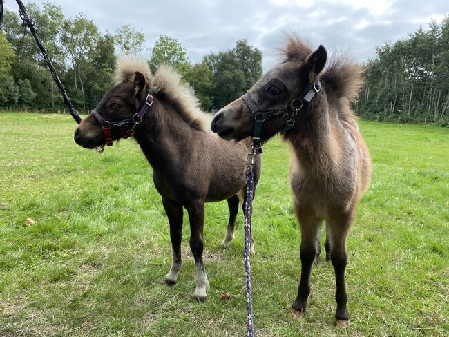 2 kleine shetty Mix Hengste, Pferdemädchen, Horses For Sale, Husum, Image 2