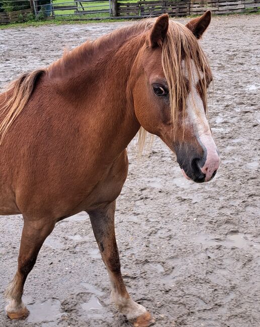 2 tolle Welsh A Ponys, Bandi, Horses For Sale, Attiswil, Image 4