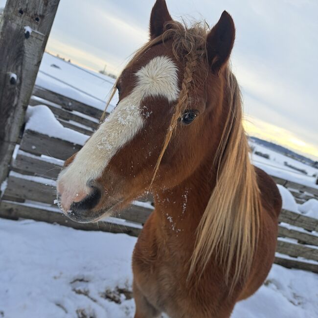 2 tolle Welsh A Ponys, Bandi, Pferd kaufen, Attiswil, Abbildung 2