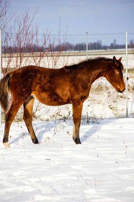 2Fohlen zu verkaufen, Rasa, Horses For Sale, Gelsenkirchen , Image 8