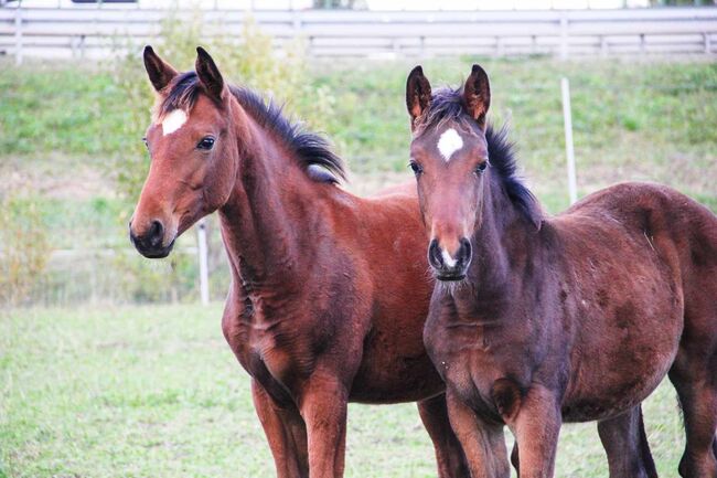 2Fohlen zu verkaufen, Rasa, Horses For Sale, Gelsenkirchen , Image 2