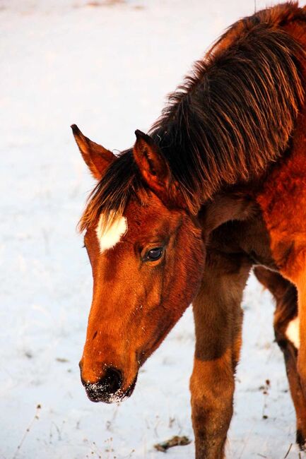 2Fohlen zu verkaufen, Rasa, Horses For Sale, Gelsenkirchen , Image 9