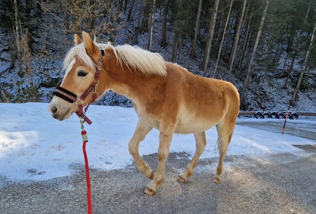 2  wunderschöne Haflinger Halbbrüder, Lisa, Pferd kaufen, Neukirchen, Abbildung 2