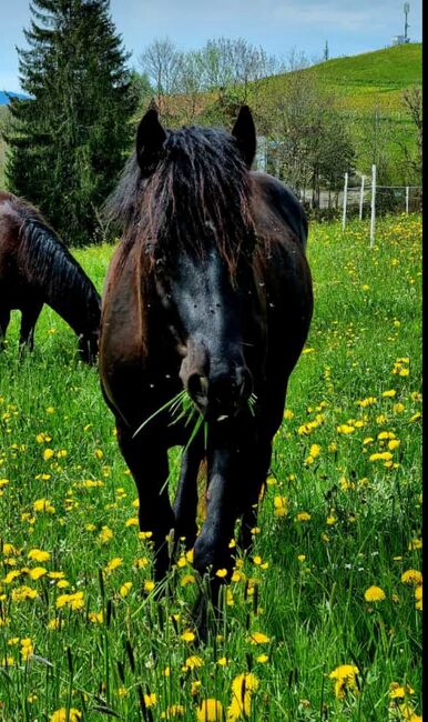 2-jährigen Bardigiano Hengst zu verkaufen, Melanie Gomm (s' Reiterhöfle), Horses For Sale, Oberstaufen