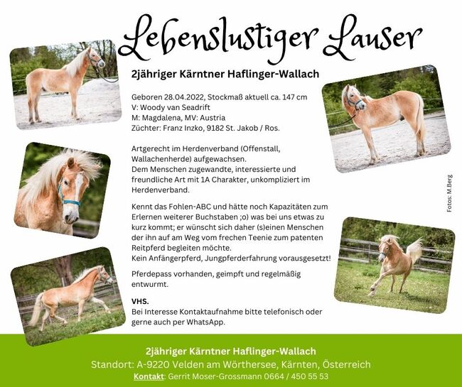 2jähriger Kärntner Haflinger-Wallach, Andrea, Horses For Sale, Velden am Wörthersee, Image 2