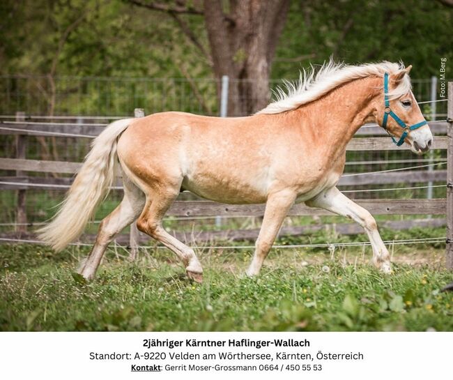 2jähriger Kärntner Haflinger-Wallach, Andrea, Horses For Sale, Velden am Wörthersee, Image 3