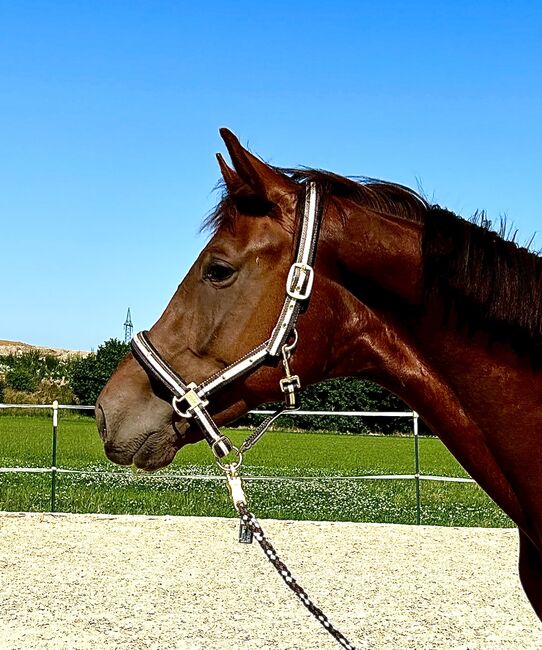 2jährigen Dunkelfuchshengst von Viva Gold, Tatjana , Horses For Sale, Friedland , Image 2