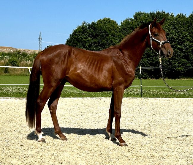 2jährigen Dunkelfuchshengst von Viva Gold, Tatjana , Horses For Sale, Friedland , Image 3