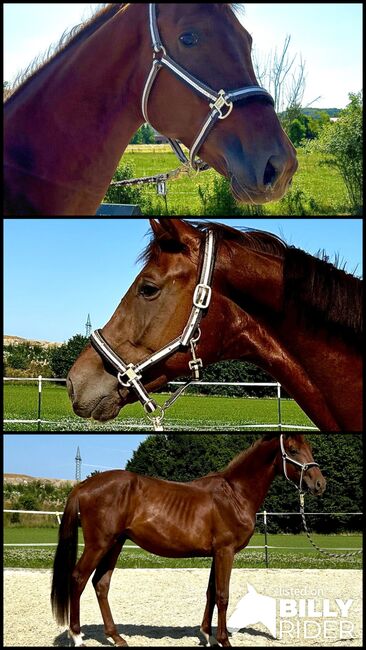 2jährigen Dunkelfuchshengst von Viva Gold, Tatjana , Horses For Sale, Friedland , Image 4