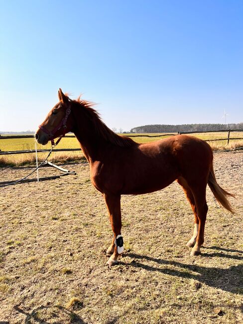 2 jähriger Wallach, Maria, Horses For Sale, Stendal, Image 2