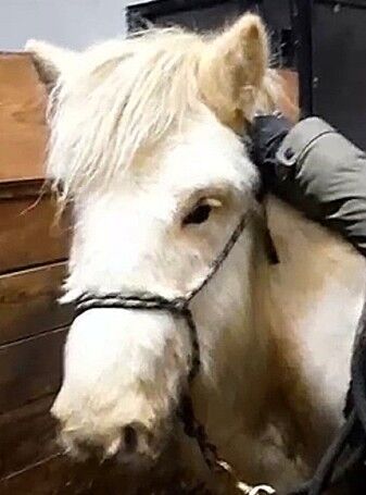 2-jähriger Wallach in Traumfarbe, natürlich mit Fohlen-ABC, Islandpferde-aus-Island, Horses For Sale, Südisland