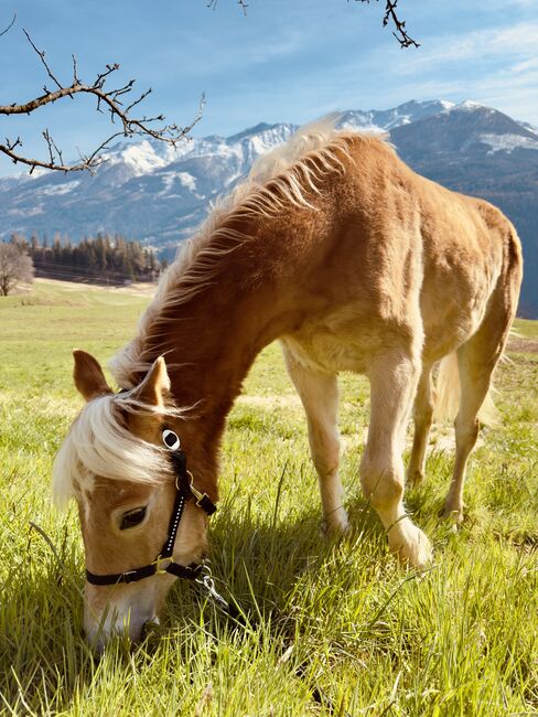 2 jährige Haflingerstute, Yvonne, Horses For Sale, Matrei