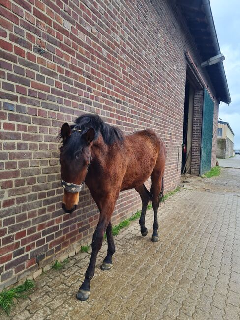 2 Jährige Hannoveraner Stute, Eva-Marie Leeling , Horses For Sale, Mönchengladbach, Image 2