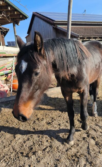 2-jährige Springgezogen Stute, Laura, Horses For Sale, Grömbach 