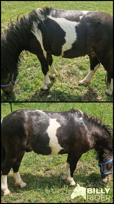 2 jähriger Minishetland Hengst Braunschecke, Christine , Horses For Sale, Mitterskirchen, Image 3