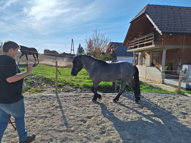 2 jähriger Mohrenkopfhengst, Manuela Schmiedhofer , Horses For Sale, Anger, Image 3