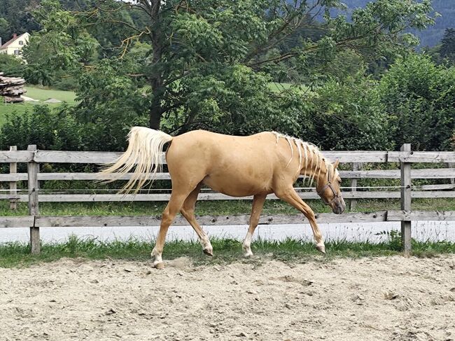 2-jähriger Ponywallach, Natalie, Horses For Sale, St. Ruprecht