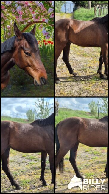2jähriger Hengst von Casalido, Manuela Menzel , Horses For Sale, Magdeburg , Image 7