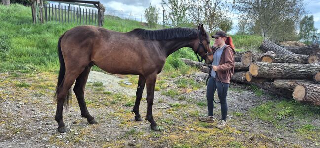 2jähriger Hengst von Casalido, Manuela Menzel , Horses For Sale, Magdeburg , Image 6