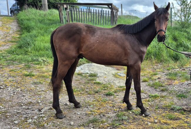 2jähriger Hengst von Casalido, Manuela Menzel , Horses For Sale, Magdeburg , Image 5