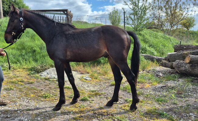 2jähriger Hengst von Comme Prèvue, Manuela Menzel , Horses For Sale, Magdeburg , Image 2
