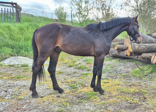 2jähriger Hengst von Comme Prèvue, Manuela Menzel , Horses For Sale, Magdeburg , Image 5