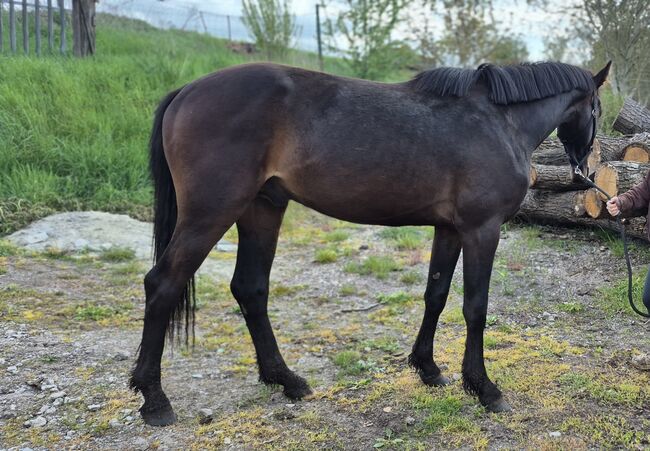 2jähriger Hengst von Comme Prèvue, Manuela Menzel , Horses For Sale, Magdeburg , Image 4