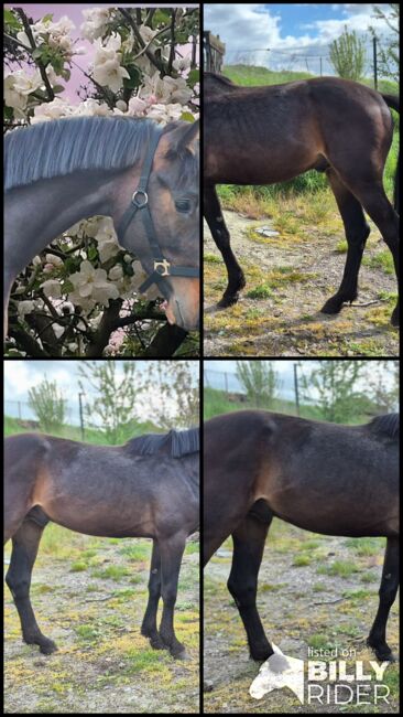 2jähriger Hengst von Comme Prèvue, Manuela Menzel , Horses For Sale, Magdeburg , Image 7
