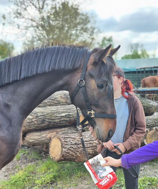 2jähriger Hengst von Comme Prèvue, Manuela Menzel , Horses For Sale, Magdeburg , Image 6